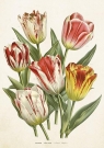 Karnet ST406 B6 + koperta Tulipany