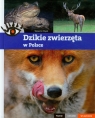 Dzikie zwierzęta w Polsce Piękne ciekawe wyjątkowe Wąsik Sławomir