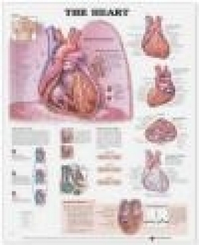 The Heart 3D Raised Relief Chart