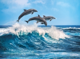 Puzzle HQC 500: Dolphins (35055)