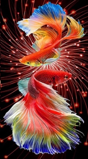 <img src='https://webimage.pl/pics/553/1/d5906196001553.jpg' style='height:440px' /> Diamentowa Mozaika Ryby czerwone NO-2000155