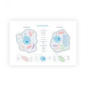 Plakat schemat budowy komórki zwierzęcej i roślinnej format A2
