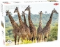 Puzzle 1000: Żyrafy