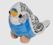 Papużka niebieska 14cm