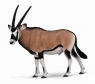 Gemsbok