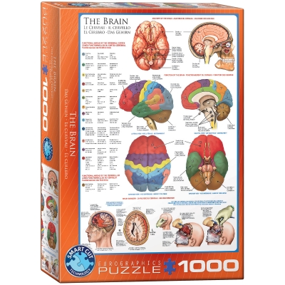 <img src='https://webimage.pl/pics/563/2/d628136602563.jpg' style='height:440px' /> Puzzle 1000 The Brain 6000-0256