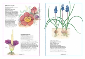 Ilustrowany inwentarz kwiatów - Aladjidi Virginie