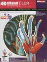 4D Dłoń Model anatomiczny
