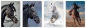 Zeszyt A5/32k kratka UV - Wild Horses, 1 szt