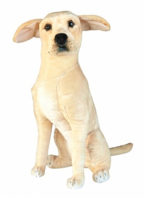 Pies Labrador 65cm