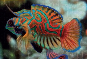 Puzzle 250: Colourful Nature 11 - Mandarinfish