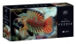 Puzzle 250: Colourful Nature 11 - Mandarinfish