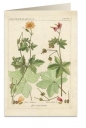 Karnet B6 + koperta 6057 Pelargonia pachnąca