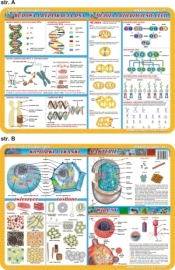 Podkładka edukacyjna. Komórki i tkanki, bakterie i wirusy, D