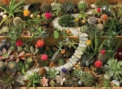 Puzzle 1000 Ogród pełen kaktusów