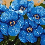 Malowanie po numerach - Fiołki w rosie 40x40cm