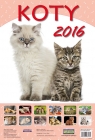 Kalendarz ścienny 2016 Koty