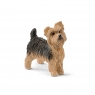 Yorkshire Terrier - 13876