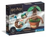 Harry Potter - Mandragora