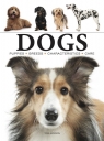 Dogs wer. angielska Tom Jackson