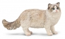  Ragdoll