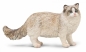 Ragdoll