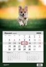  Kalendarz 2026 Jednodzielny Pies corgi