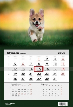 Kalendarz 2026 Jednodzielny Pies corgi