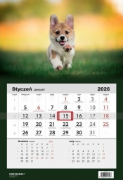 Kalendarz 2026 Jednodzielny Pies corgi
