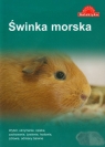 Świnka morska