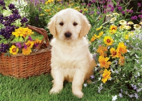 Puzzle 500 elementów Labradorek w ogrodzie (37160)