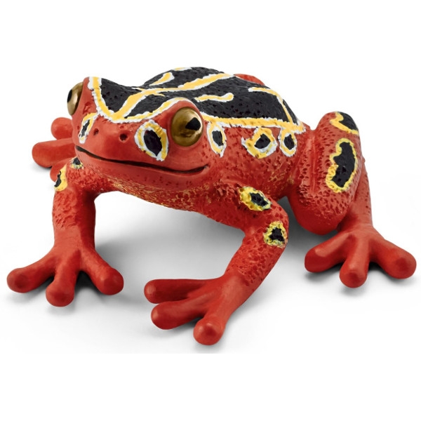 Afrykańska żaba czerwona (14760)