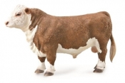 Byk rasy hereford (88861)