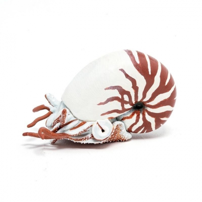 <img src='https://webimage.pl/pics/614/0/d3465000560614.jpg' style='height:440px' /> Nautilius
