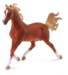Koń arabski stallion chestnut (89461)