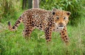 Schleich Wild Life, Jaguar (14769)