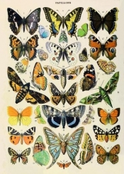 Karnet B6 z kopertą Motyle