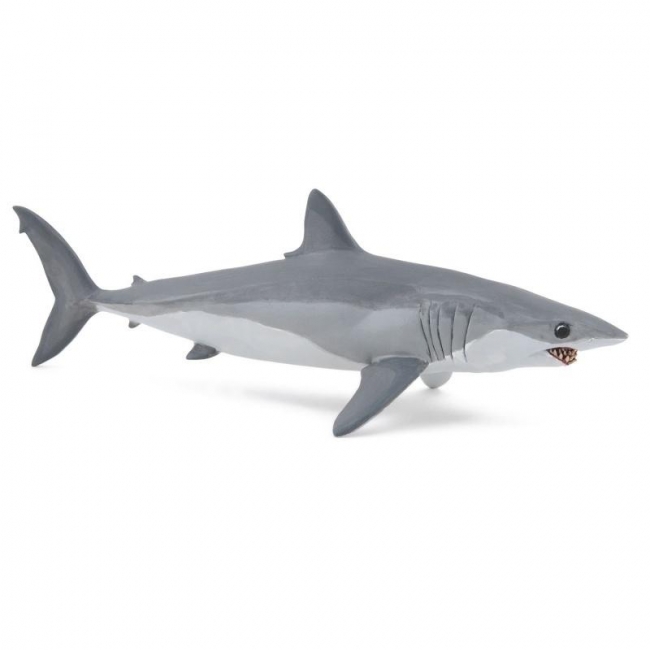 Ostronos atlantycki (rekin mako)