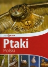 Piękna Polska Ptaki Polski