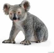 Miś koala