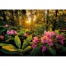 HEYE 2000 EL. Rhododendron (29662)