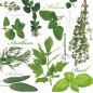 Serwetka HERBAL TASTE