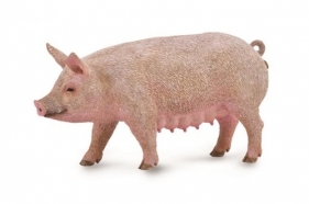 Maciora (88863)