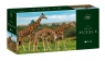 Puzzle 250: Wild Animals 5 - Giraffes