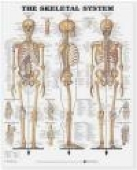 The Skeletal System 3D Raised Relief Chart