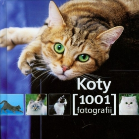 Koty 1001 fotografii