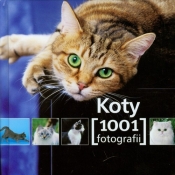 Koty 1001 fotografii