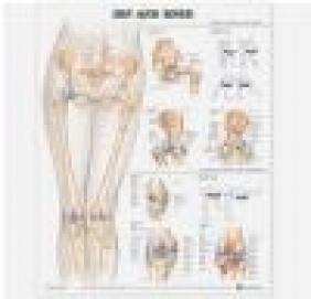 Hip and Knee Anatomical Chart Anatomical Chart Company