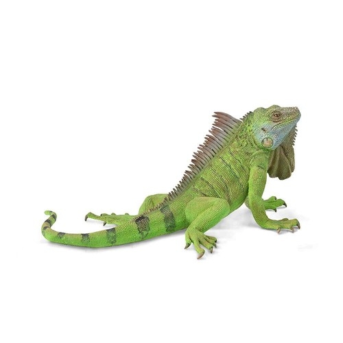 Iguana