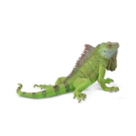 Iguana
